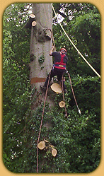 Tree climb